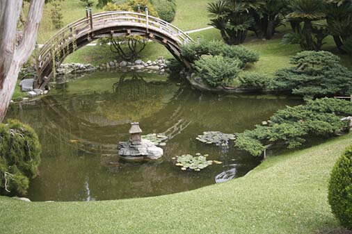 Pond Building & Design